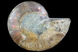 Agatized Ammonite Fossil (Half) - Madagascar #83819-1